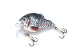 Jaxon HS Roy  4cm M