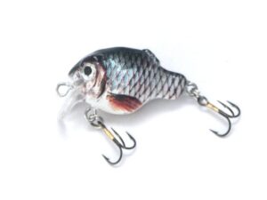 Jaxon HS Roy  4cm M