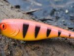 Snake eye Special parrot