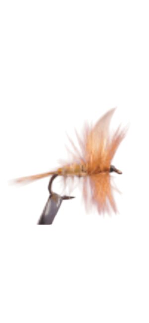 Gold Ribbed Hares Ear  dry