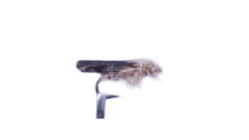 CDC Buzzer Olive